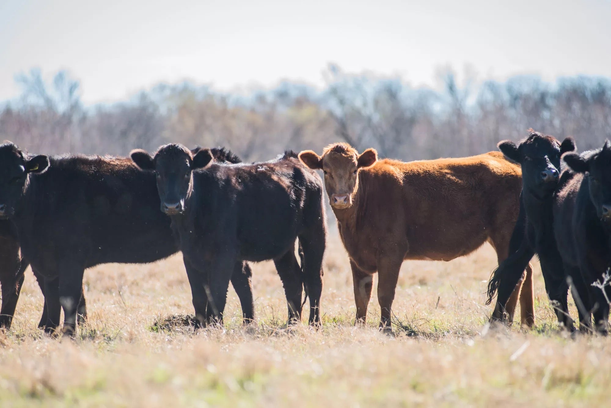 Texas grassland cattle connected to Raw Tide's grass-finished tallow source